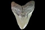 Fossil Megalodon Tooth - North Carolina #92441-1